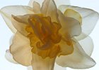 Fading Narcissus by Alan Philips